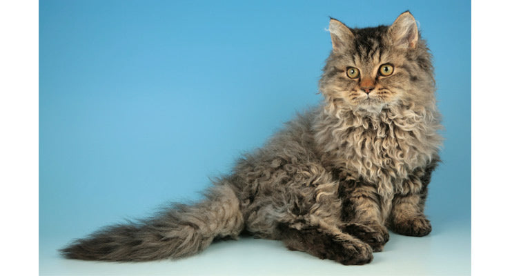 How to Train a Selkirk Rex cat?