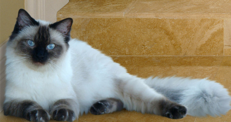 Ragdoll Cat Training Tips