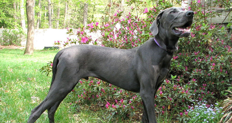 Great Dane Basic Training Tips And Methods