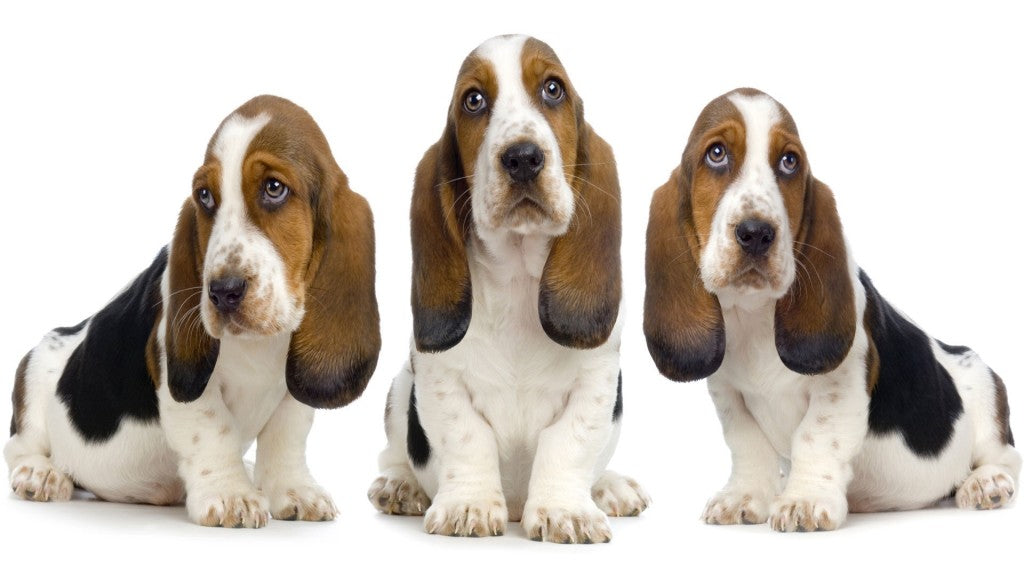 Basset Hound Dog Breed Information