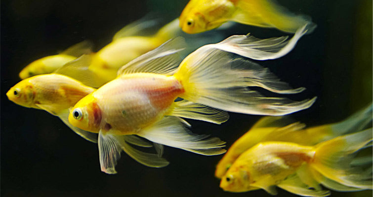 Provide ideal food for your fish in the aquarium and maintain its health!!!!