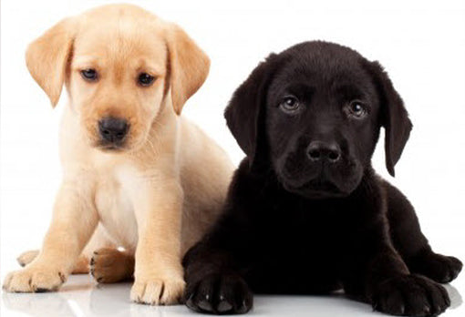 Raising a Mixed Breed Puppy - Caring Tips