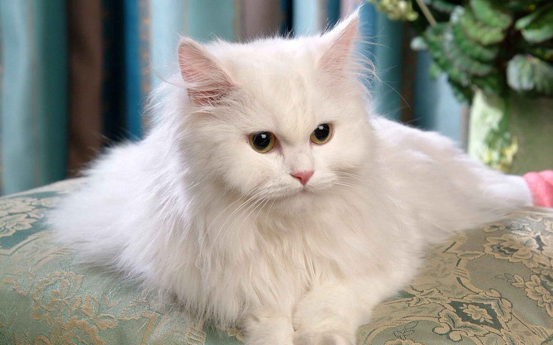 Delicious Cat Food That Persian Cats Will Love! [Homemade Cat Food Tips]