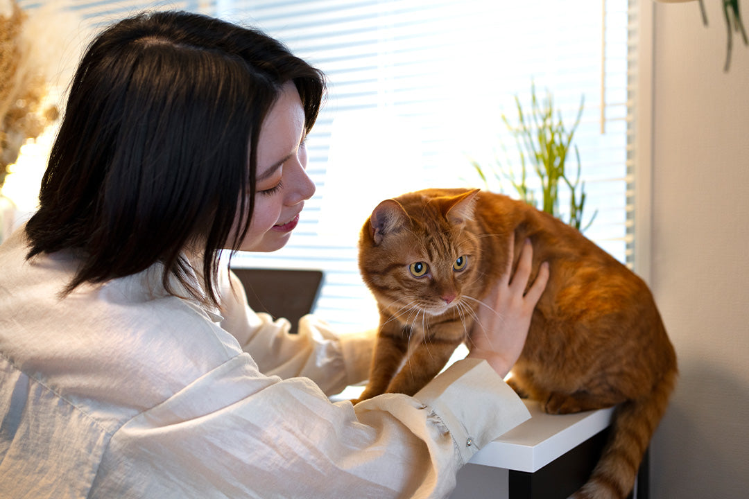 Bringing Home a Second Cat Slow Introduction Protocols