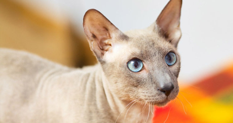 Informative Guide To Peterbald Training