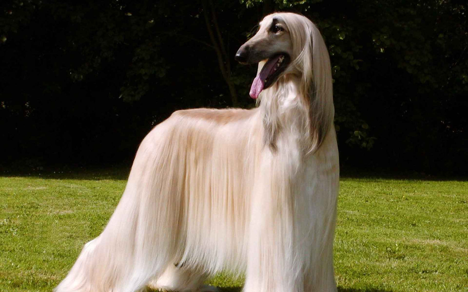 Return Of The Old Afghan Hound: Pashmi Dog Breed Info And Photos