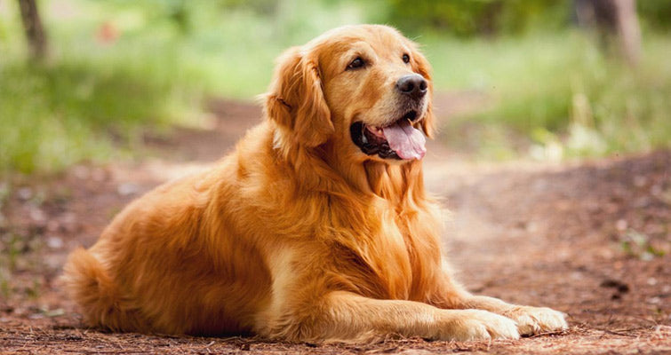 Feeding Tips For Golden Retriever