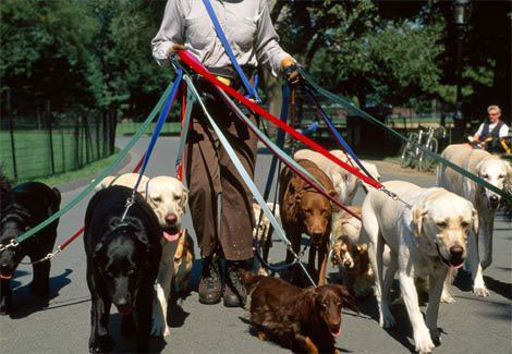 Learn The Proper Way To Walk Your Dog On Leash. Good Dog Walk, Decoded!