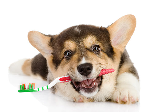 Dog Dental Care: How to Brush Your Dog's Teeth