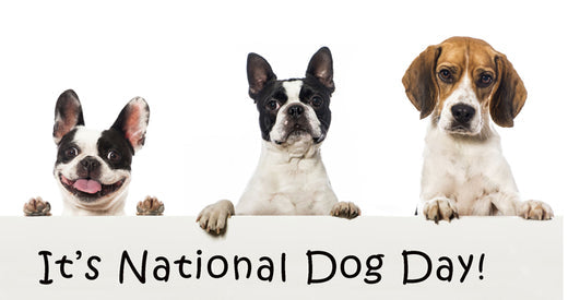 26th August National Dog Day - Let's Celebrate With Our Furry Friends