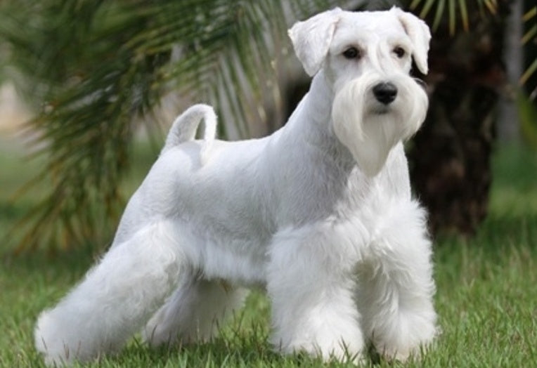 7 Dog Breeds Not Popular in India But Immensely Popular Worldwide