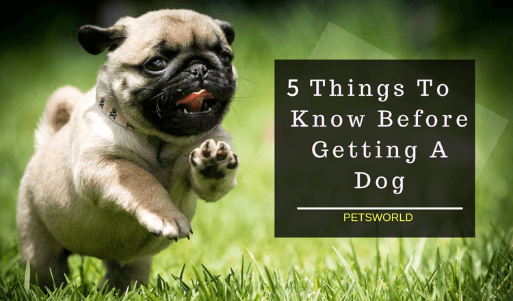 5 Things To Know Before Getting A Dog