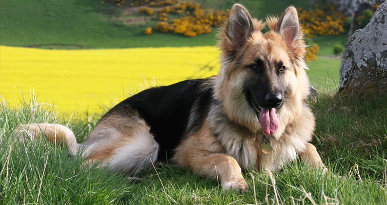 German Shepherd Dog Breed Info – History, Training & Care Tips