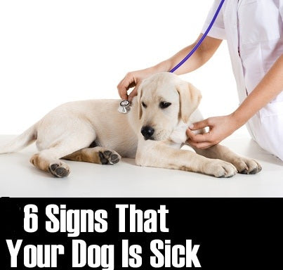 6 Symptoms That Tell Your Dog Is Sick