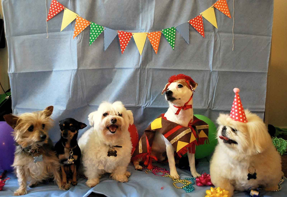 7 Things To Remember Before Planning Your Dog’s Birthday Party