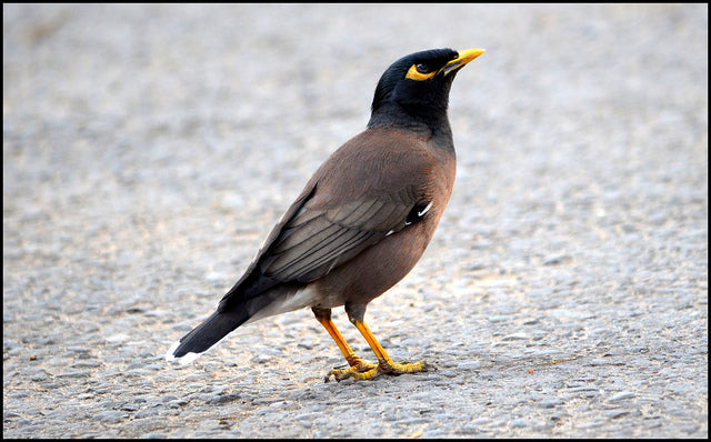 A Comprehensive Feeding Guide For The Mynah Birds