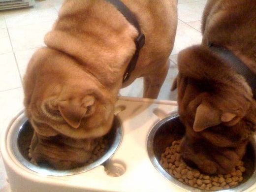 What Are The Pros And Cons Of Elevated Dog Food Bowls?