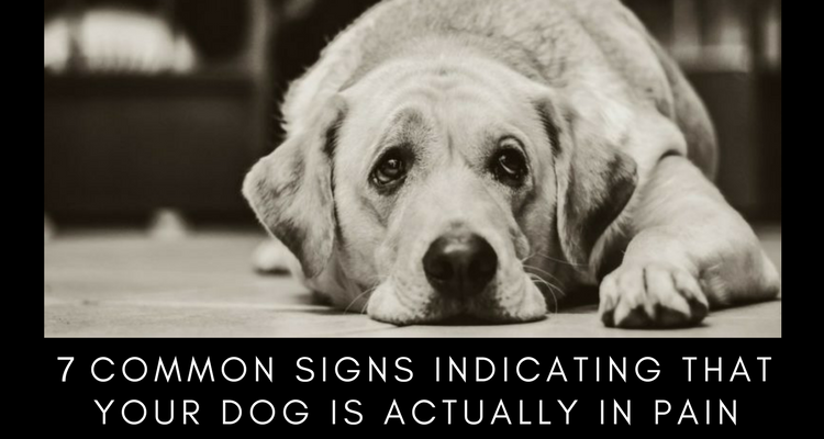 7 Common Indications That Your Dog Is Actually In Pain