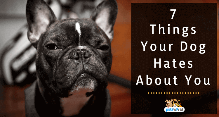 7 Things Your Dog Hates About You