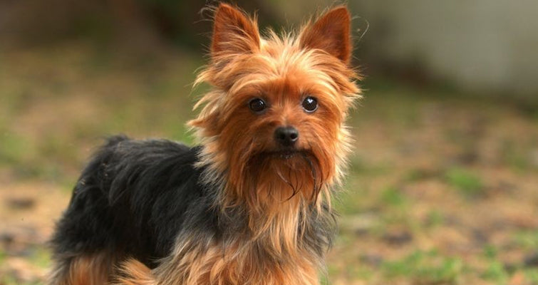 A Feeding Guide For Yorkshire Terrier