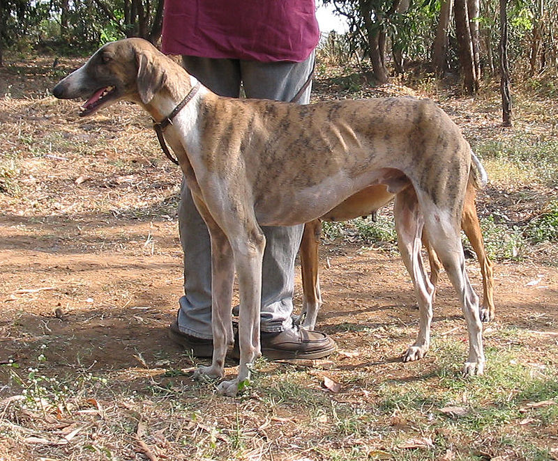 Mudhol Hound – The Indian Sight Hound Dog