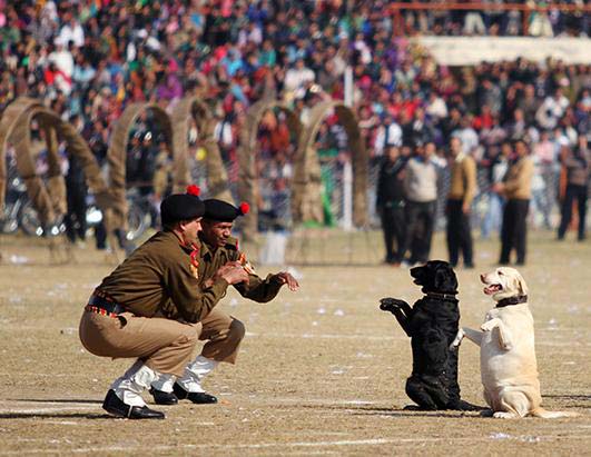 Indian Army Dogs to perform in Republic day Parade first time after 1990