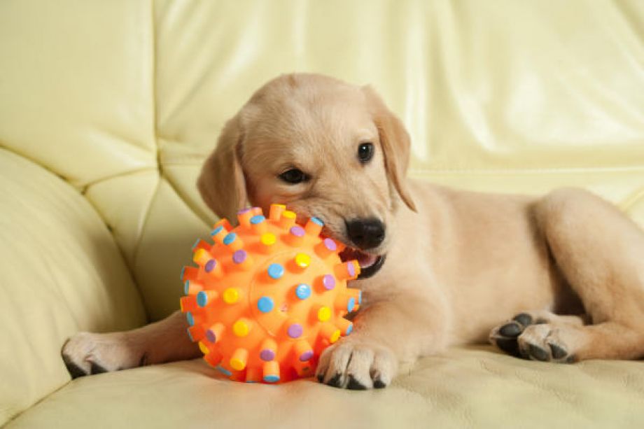 My Dog Chews Everything! Find Causes and Toys to Relieve Chewing Irritation in Dogs