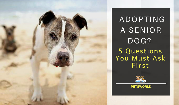 Adopting a Senior Dog? 5 Questions You Must Ask First