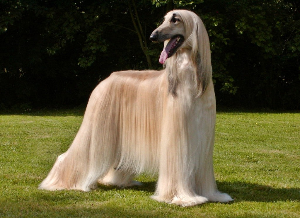 Afghan Hounds' Diet