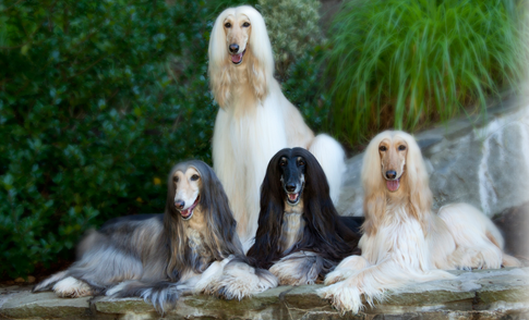 Afghan Hound Dog Information