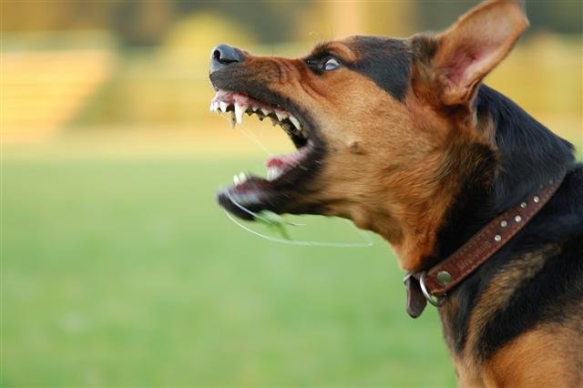 Aggression In Dogs: How It Can Be Managed