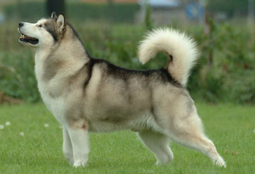 Caring Tips for Alaskan Malamute Dog Breed