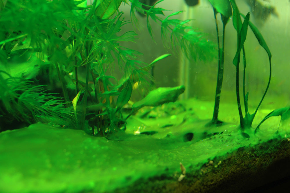 How To Control Algae In An Aquarium?