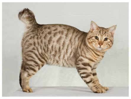 Top 10 Cat Breeds in America