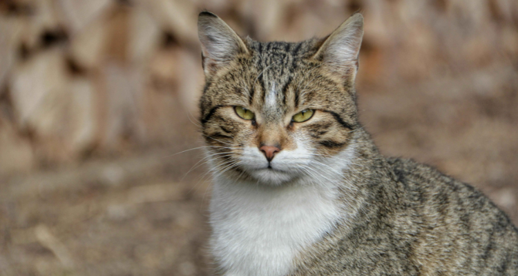Keeping Calm: Tips For Dealing With Aggressive Cat – Petsworld