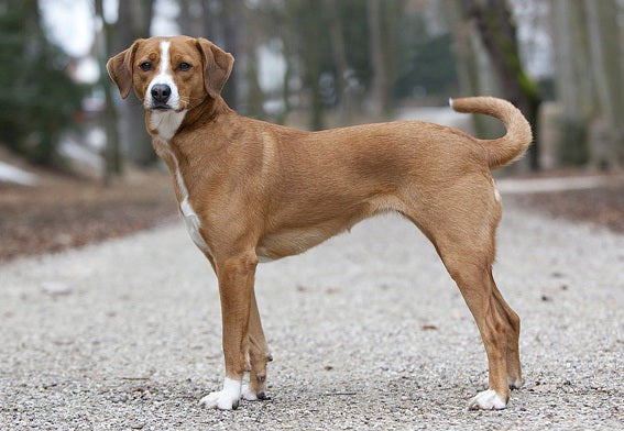 Dog Breeds That Begin With A – Complete Breed List With Pictures