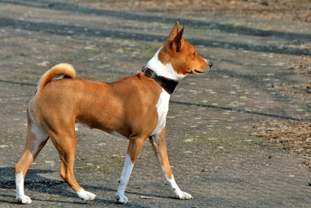 Smartest Dog Breeds-Top 10 Intelligent Dog Breeds