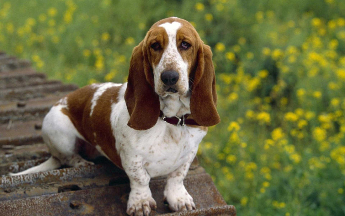 Basset Hound's Diet