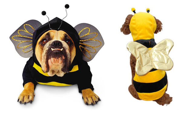 Can Dogs Be Allergic To Bees?