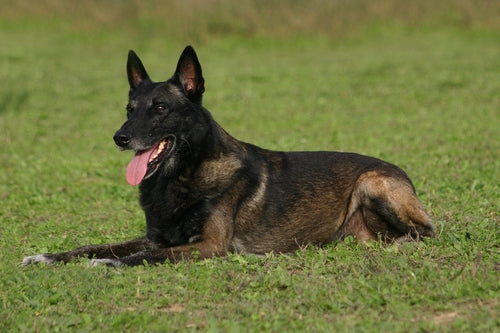 Belgian Malinois Dog Information