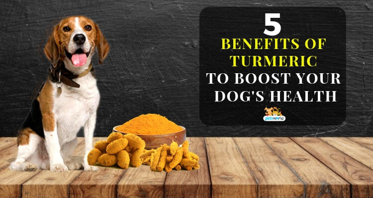 5 Benefits Of Turmeric To Boost Your Dog's Health