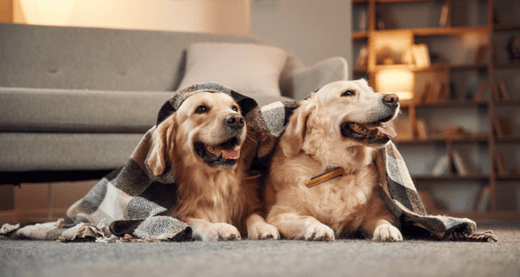 6 Surprising Benefits of Having Two Dogs Over One