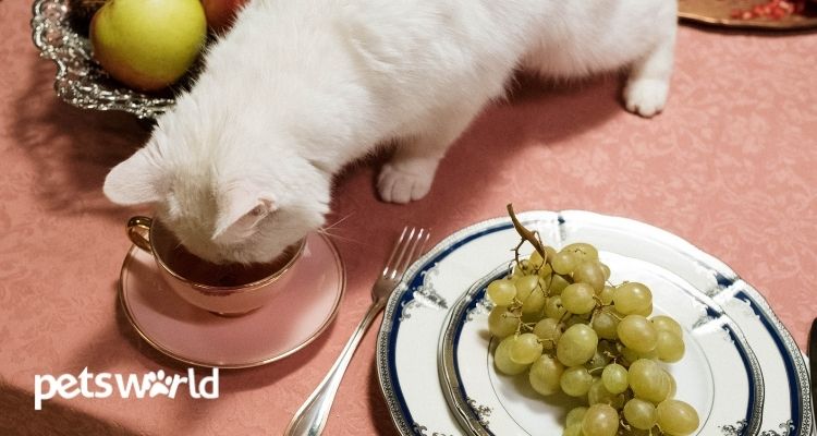 Best Home-Made Foods You Can Feed Your Cats