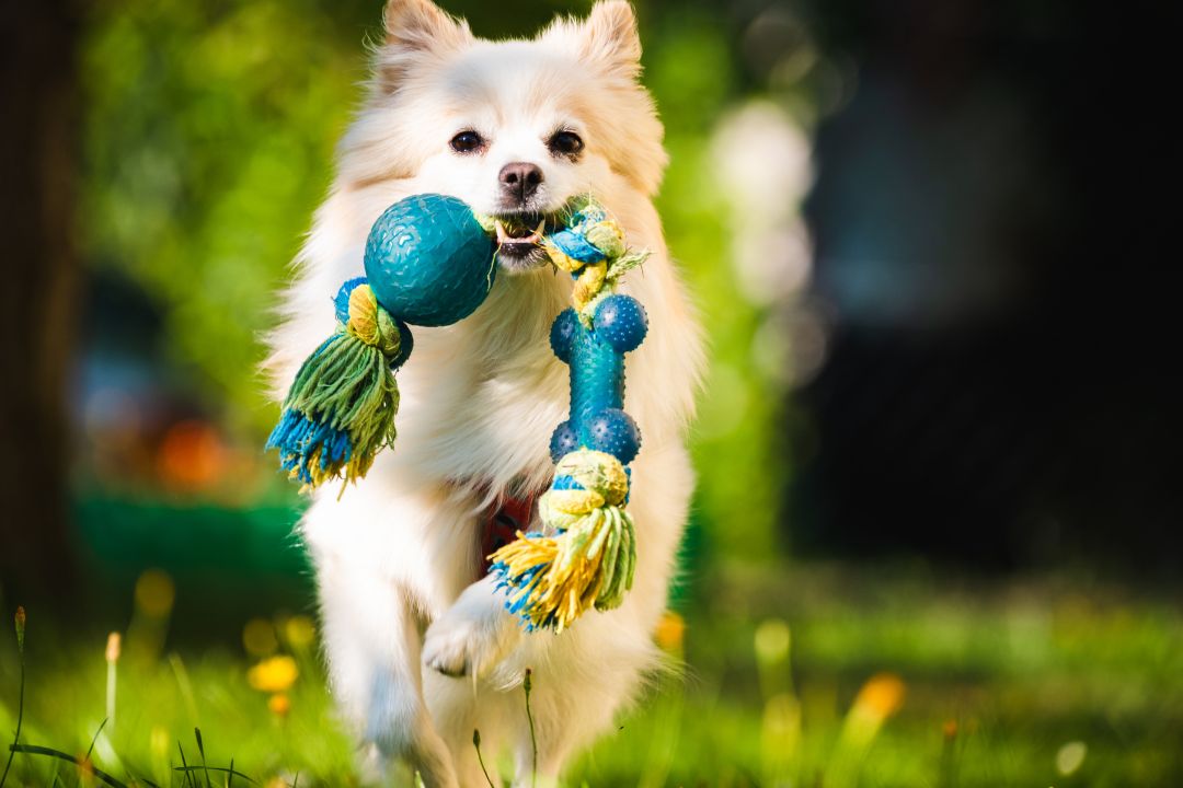 Best Chew Toys for Aggressive Chewers