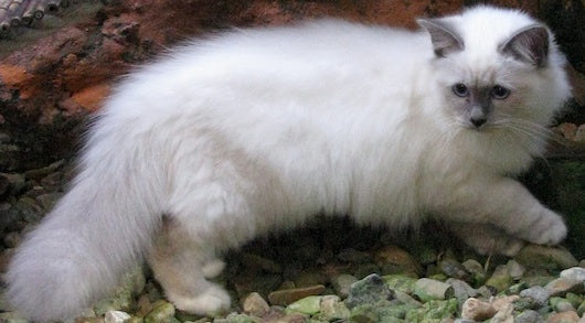 Long Haired White Cat Breeds