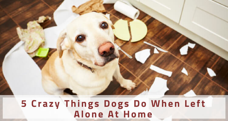 5 Crazy Things Dogs Do When Left Alone At Home