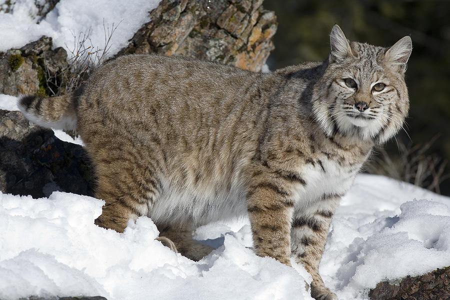 Pictures of Lynx Cat