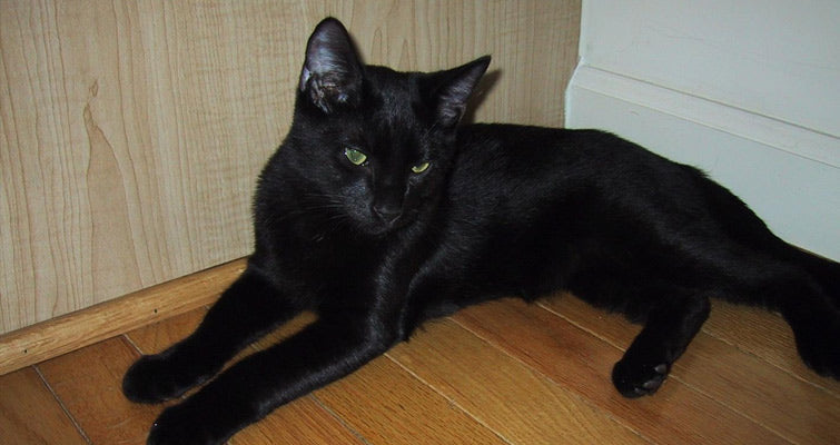 Bombay Cat Information