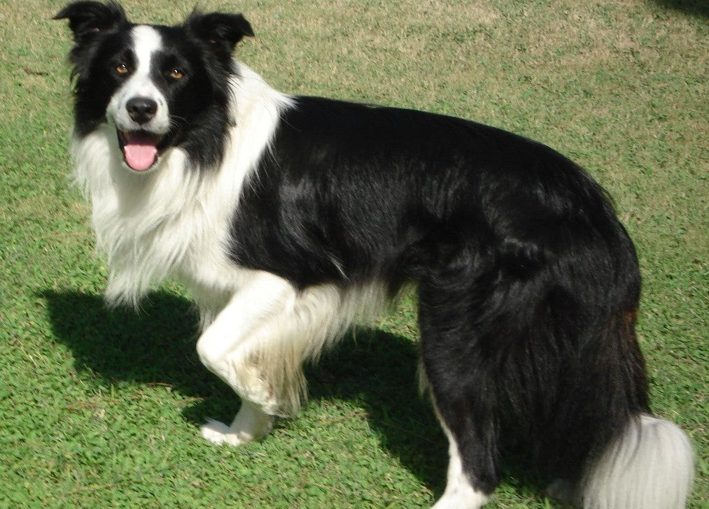 Border Collie Dog Breed Information