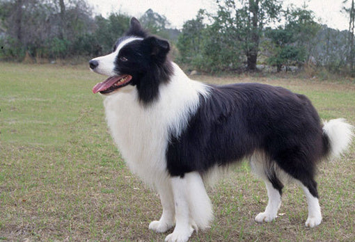 Caring Tips For Border Collies Dog Breed